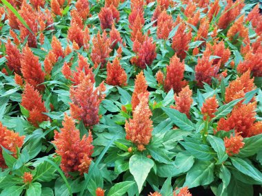 Duvar kağıdı olarak portakal çiçeği çellosu