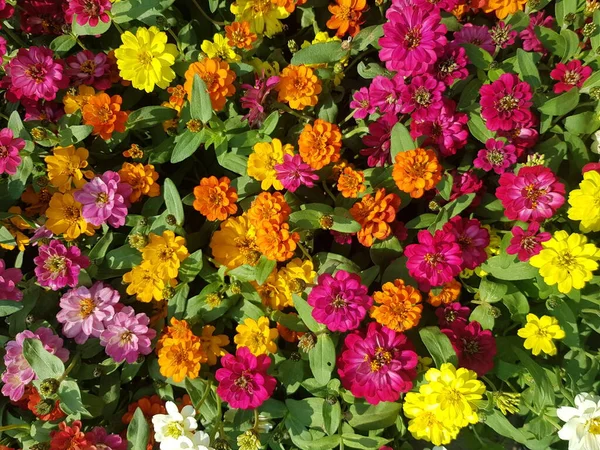 Fondos Pantalla Imagen Zinnia Flor Muchos Colores Brillante Hermoso — Foto de Stock