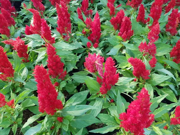 Celosia Flor Roja Como Fondo Pantalla —  Fotos de Stock