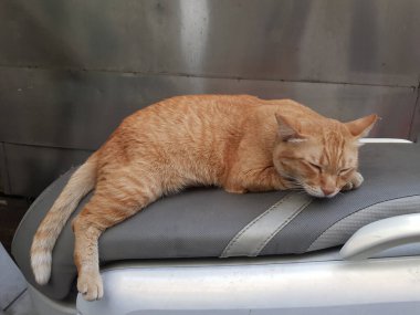 Kahverengi kedi motosiklet koltuğunda mutlu bir uyku çek..
