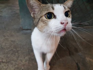 Şirin, büyük gözleri olan kedi yavrusu..