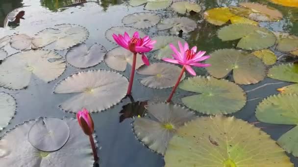 Sabah Doğal Pembe Nilüfer Çiçekli Gölet — Stok video