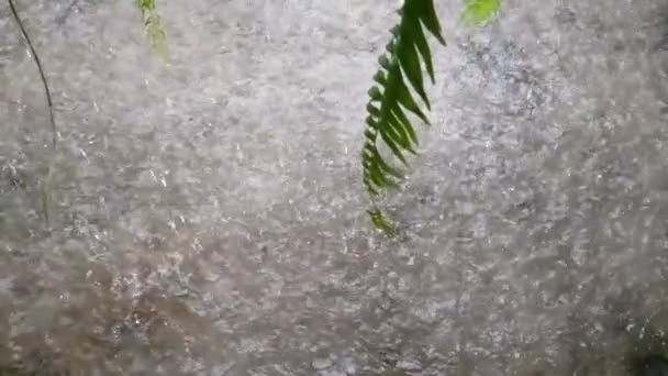 Дощ Робить Природу Свіжою Яскравою — стокове відео