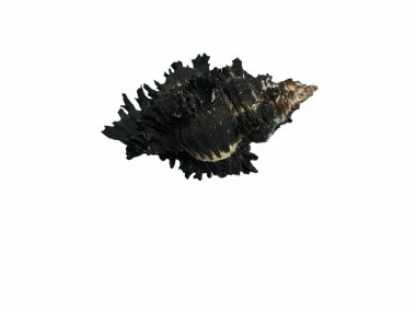 Muricidae Kuyruğun dikenleri ve kabuk benzeri izleri vardır. Beyaz bir arka planda..