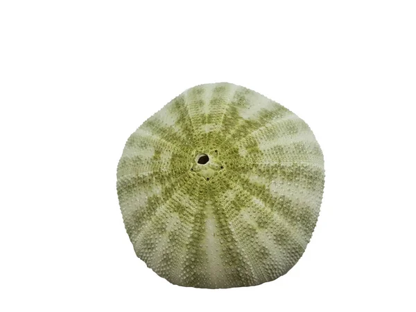 Padma Shankh lives in the sea, the shell is green. On a white background.