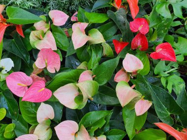 Antradyum ya da Flamingo çiçek duvar kâğıdı kalp şeklindeki çiçeklerin renkleri.