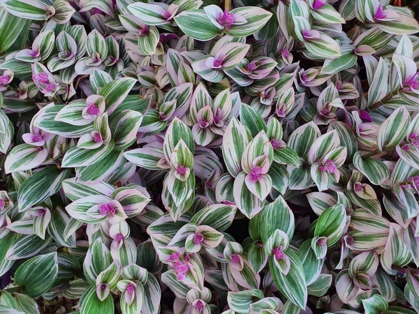 Tradescantia zebrinahort duvar kağıdı. Yapraklar zebra desenli. Üst yaprak yüzeyi mordur. Ve havayı temizleyebilir..