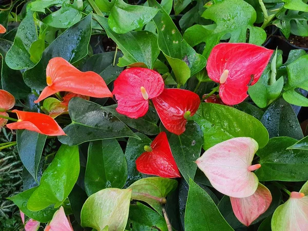 Anthurium or Flamingo flower wallpaper with heart shaped flowers in many colors.
