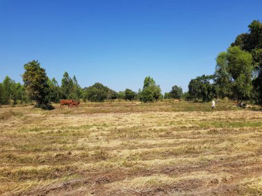 Pirincin toplandığı bir tarla..