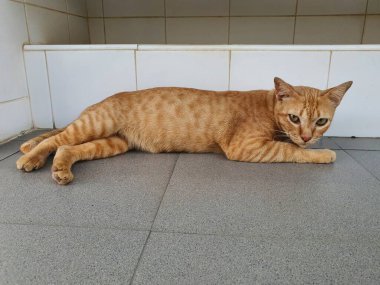 Kahverengi kedi Gri fayans zemine uzan.