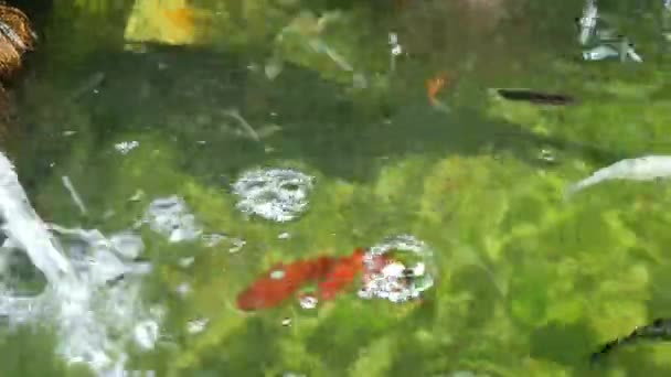 Piscina Esmeralda Hay Hermosos Peces Nadando Dando Una Sensación Frescura — Vídeos de Stock