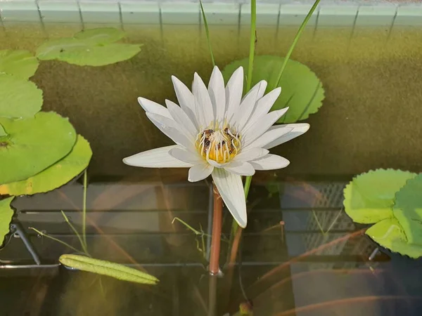 Water lilies have underground trunks. Leaves and flowers are formed from buds or shoots that grow on the surface of the water. Flowers come in many colors.