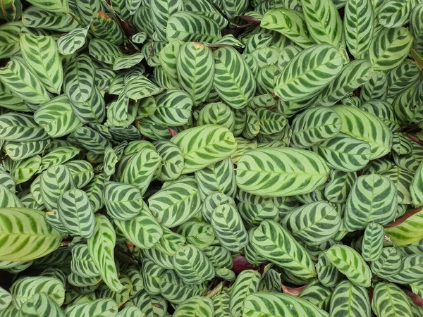 Calathea ağaçlarının bahçelerinizi güzelleştiren süs bitkileri olarak çok çeşitli yaprakları vardır..