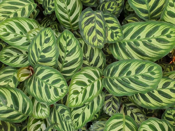 Calathea ağaçlarının bahçelerinizi güzelleştiren süs bitkileri olarak çok çeşitli yaprakları vardır..