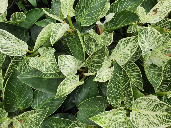 Duvar kağıdı Philodendron Birkin, beyaz ve yeşil benekli yaprakları olan bir ağaçtır. Yapraklar havayı temizleyebilir..