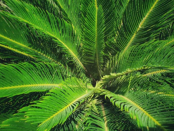 Cycad Cycas Small Plant Similar Leaves Palm Popularly Grown Ornamental — Stock fotografie