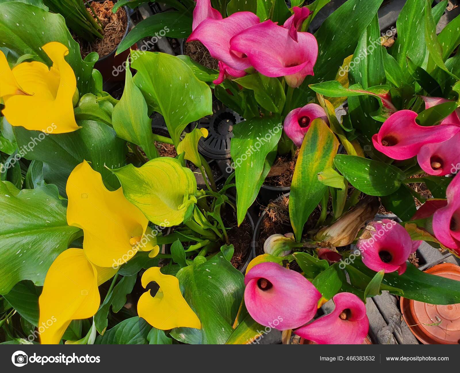 它是一朵色彩艳丽的花原产于非洲——图库图片© Pingkyonline@gmail.com #466383532