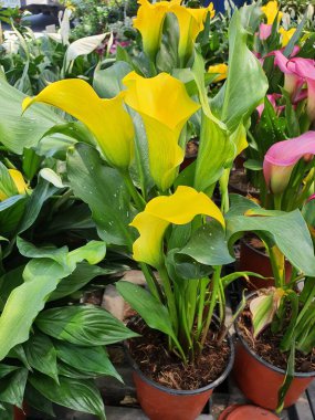 Zantedeschia ya da Calla Lily, Afrika 'ya özgü çeşitli renklerde zarif bir çiçektir..