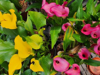 Zantedeschia ya da Calla Lily, Afrika 'ya özgü çeşitli renklerde zarif bir çiçektir..