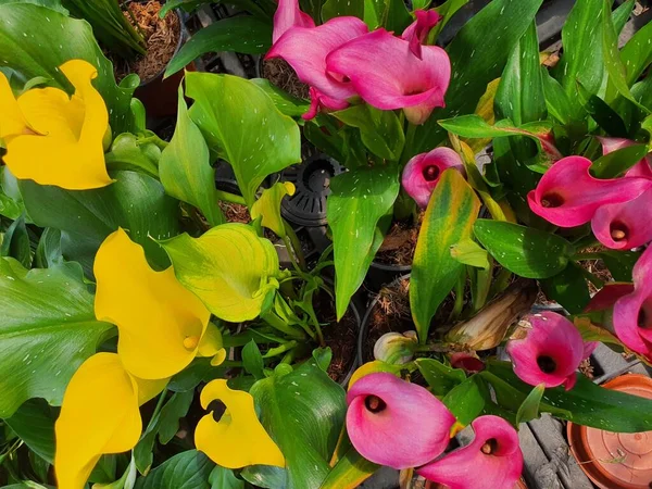 Zantedeschia ya da Calla Lily, Afrika 'ya özgü çeşitli renklerde zarif bir çiçektir..