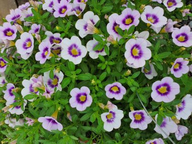 Petunia hybrida veya Petunia Güney Amerika 'nın yerlisidir. Çiçekler huni şeklinde. Farklı renklerde tek bir çiçek ya da çift çiçek vardır..