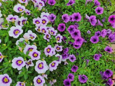 Petunia hybrida veya Petunia Güney Amerika 'nın yerlisidir. Çiçekler huni şeklinde. Farklı renklerde tek bir çiçek ya da çift çiçek vardır..