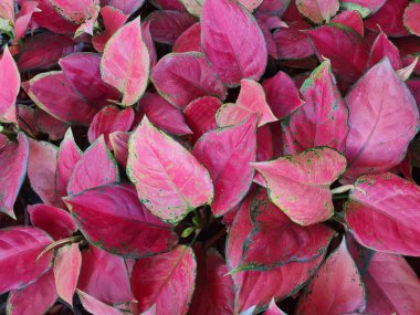 TANAMAN HIAS Aglaonema Red Anjamani Duvar Kağıdı. Yapraklar kalp şeklinde, pembe ve koyu kırmızı, yeşil kenarlı. Halk arasında evler ve bahçeler için bir süs bitkisi olarak yetiştirilir..