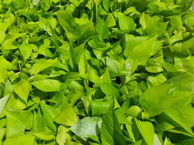 Epipremnum aureum 'Bunting Lime' ağaca bağlı havadan kökleri olan sürünen bir bitkidir. Bahçeyi süslemek için saksı olarak dikilmiş. Binadaki ahşap toksinleri emer. Sarımsı yeşil.