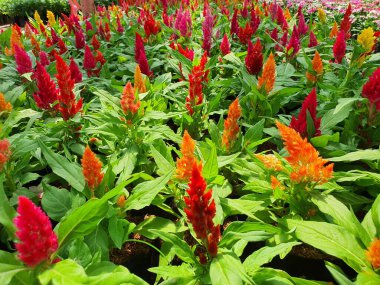 Duvar kâğıdı Celosia çiçekleri horozkakanı andıran birçok renge sahiptir. Eskiden bahçeye ve eve ekilirdi..