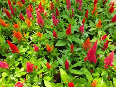 Duvar kâğıdı Celosia çiçekleri horozkakanı andıran birçok renge sahiptir. Eskiden bahçeye ve eve ekilirdi..