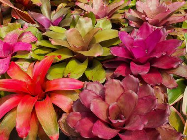 Bromeliad ya da Vazo Bitkisi, sert Corolla yapraklarıyla süslenmiş bir bitkidir. Etrafa dağılın Yaprağın tepesindeki güzel renkler.