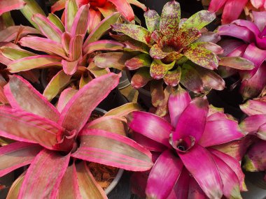 Bromeliad ya da Vazo Bitkisi, sert Corolla yapraklarıyla süslenmiş bir bitkidir. Etrafa dağılın Yaprağın tepesindeki güzel renkler.