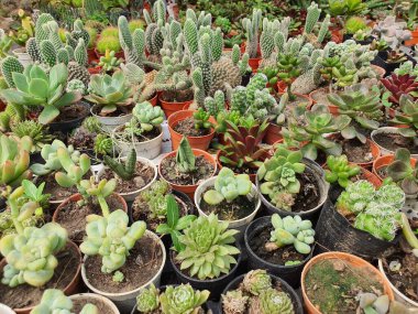 Kaktüsler küçük ağaçları karıştırır. Farklı şekilleri vardır. Dikenleri var ve dikenleri yok..