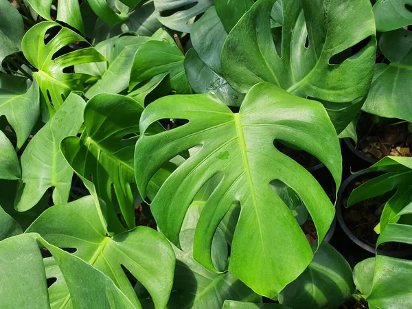 Monstera Deliciosa Een Plant Met Prachtig Gevormde Bladeren Veel Gebruikt — Stockfoto
