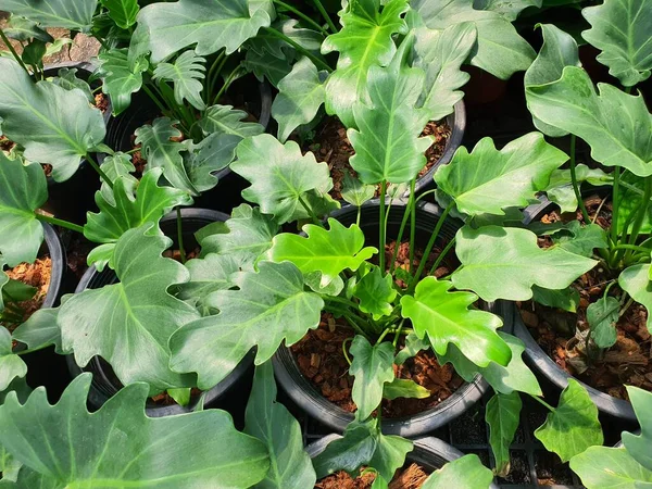 Philodendron bipinnatifidum, ince yaprak ucu kalp şeklindeki koni gövdenin hava kökleri var. Bahçeyi süslemek için ekilmek çok popüler..