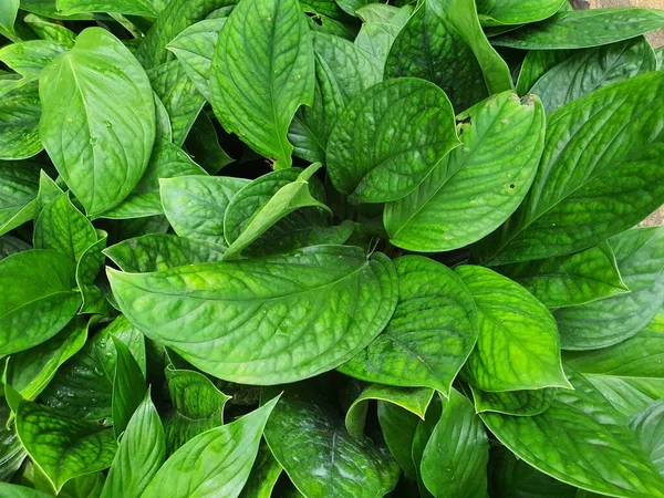 Monstera Pinnatipartita ya da Siam Monstera, her zaman yetişen bir bitki ya da sarmaşıktır. Dallara kanca görevi gören hava kökleri var..