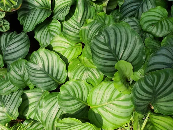 Behang Calathea Orbifolia Afwisselend Groene Bladeren Bolvormig Vergelijkbaar Met Bananenbladeren — Stockfoto