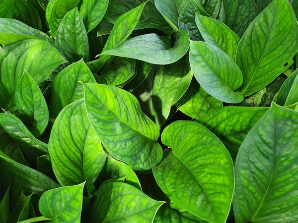 Monstera Pinnatipartita ya da Siam Monstera, her zaman yetişen bir bitki ya da sarmaşıktır. Dallara kanca görevi gören hava kökleri var..