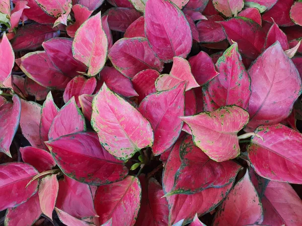 TANAMAN HIAS Aglaonema Red Anjamani Duvar Kağıdı. Yapraklar kalp şeklinde, pembe ve koyu kırmızı, yeşil kenarlı. Halk arasında evler ve bahçeler için bir süs bitkisi olarak yetiştirilir..