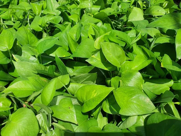 Epipremnum Aureum Linden Andr Una Hiedra Aérea Posada Sobre Árbol —  Fotos de Stock