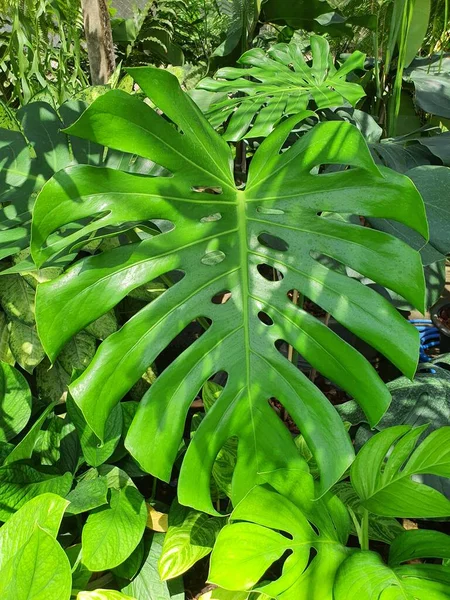Monstera Deliciosa Una Planta Con Hojas Bellamente Formadas Ampliamente Utilizado — Foto de Stock