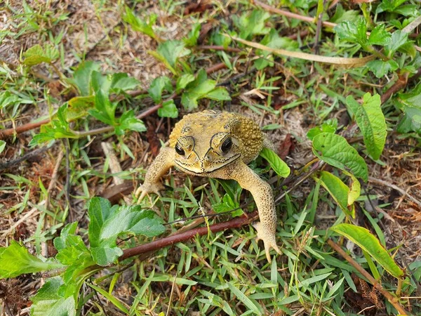 Common Toad Amphibian Living Dusk Grayish Brown Skin Covered Wart — Stock Photo, Image