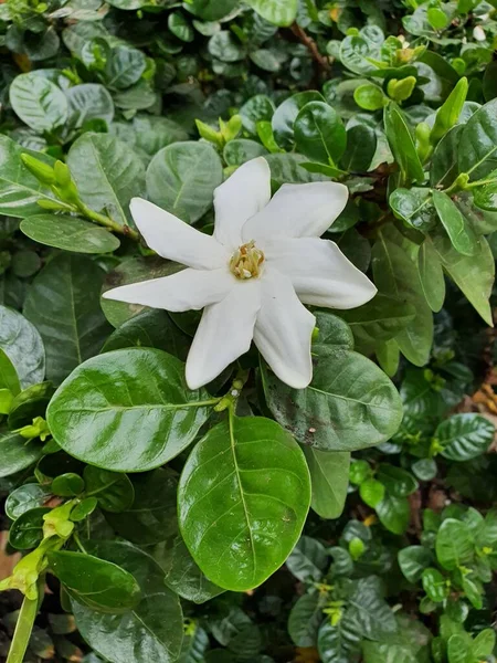 Gardenia Originaria Dell Africa Tropicale Subtropicale Dell Asia Meridionale Dell — Foto Stock