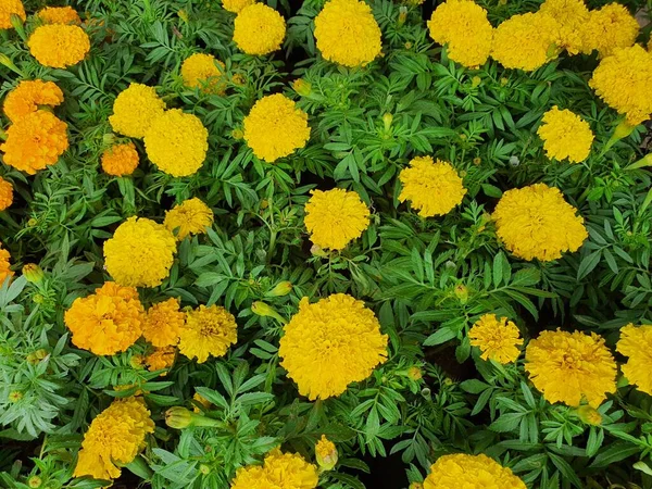 Bright yellow Marigold flowers are wallpapers. Means consistency. Flowers are used as food ingredients, giving the eggs a dark red color.