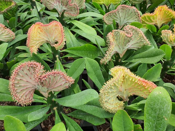 Euforbia Láctea Árbol Auspicioso Tiene Que Realza Prestigio Dinero Amor —  Fotos de Stock