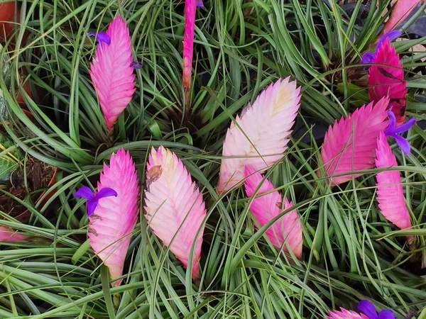 Tillandsia Género Árboles Piñas Las Hojas Son Gruesas Como Yeso —  Fotos de Stock