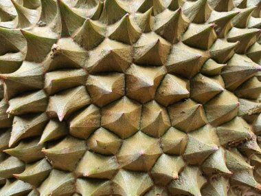 Yeşil dikenli sert kabuklu Durio meyve desenli resim.