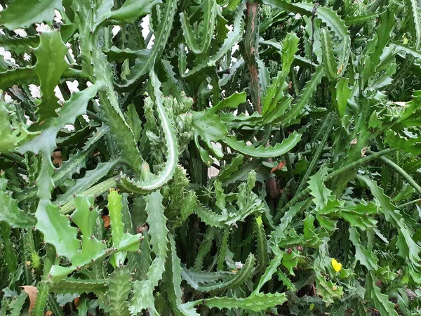 Euphorbia Lactea Benekli Spurge Kaktüssüz Yapraksız Yaprak Döken Bir Çalıdır — Stok fotoğraf