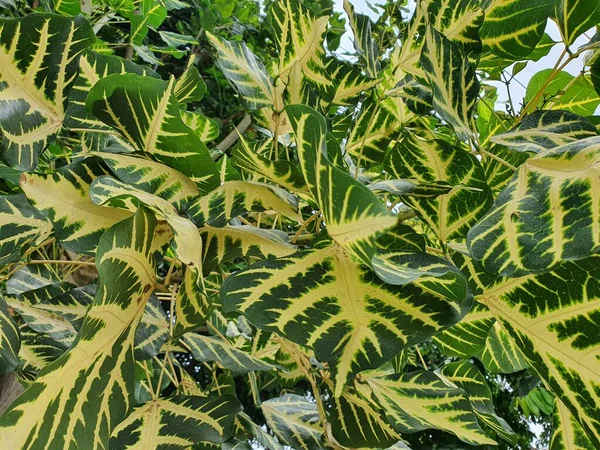Erythrina Indica Picta Erythrina Variegata Lesklé Zelené Listy Existuje Žlutý — Stock fotografie
