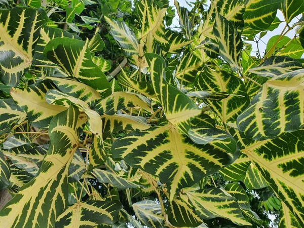 Erythrina Indica Picta Erythrina Variegata Hojas Verdes Brillantes Hay Patrón — Foto de Stock